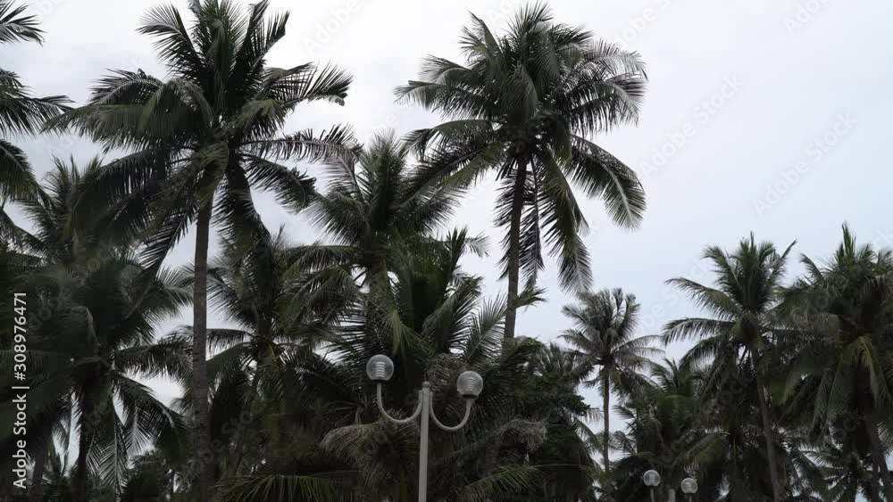 Palm forest against the gray evening sky. Palm forest against the gray evening sky.