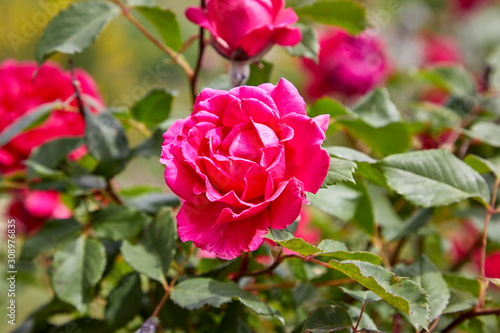 Pink / Red Garden Roses blooming in spring