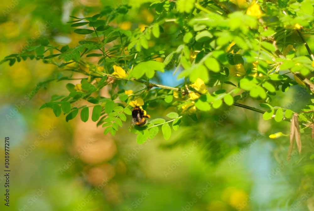 Bumblebee on a branch of yellow acacia Bumblebee on a branch of yellow acacia
