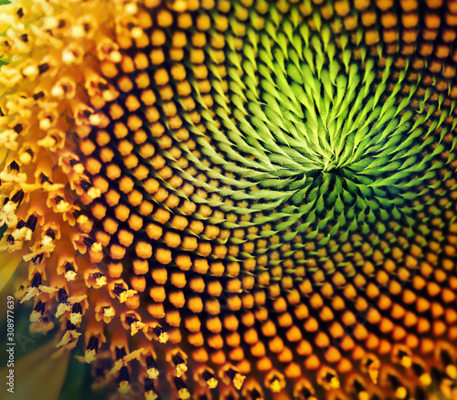 Close up of sunflower,square format.