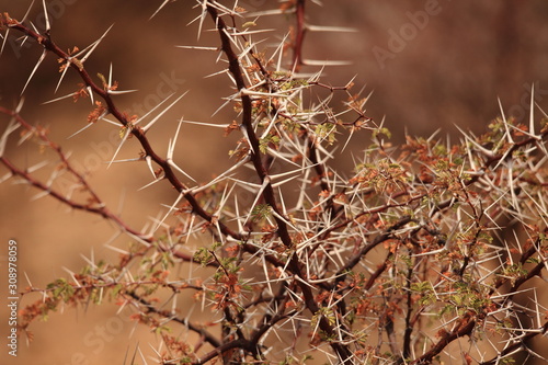 Thorny tree in the open dry savannah arid landscape in Namibia safari