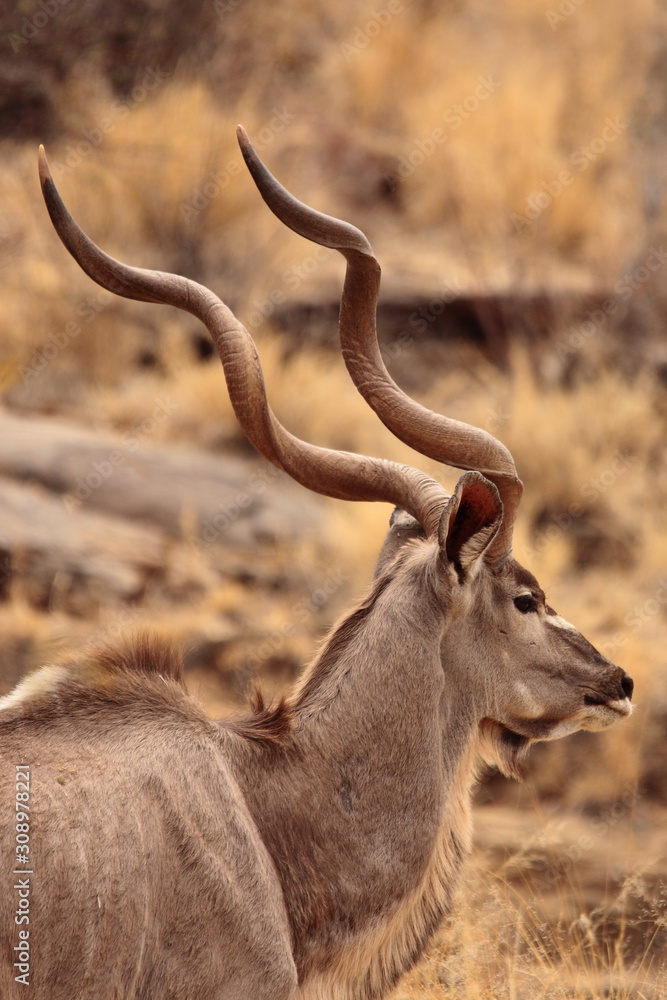 Fototapeta premium Gemsbok, Springbok antelope, zebras and oryx in the open dry savannah arid landscape in Namibia safari