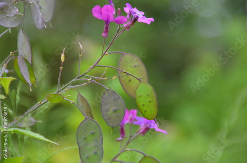 Pinke Blüte