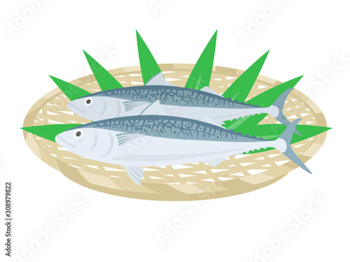 鯖のイラスト
