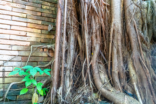 Roots of big tree on old brick wall