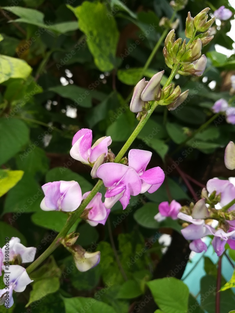 Obraz premium pink flowers in garden which is also called cape sweet pea