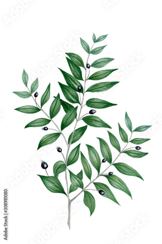 Quadro su tela Myrtle branch  watercolor illustration
