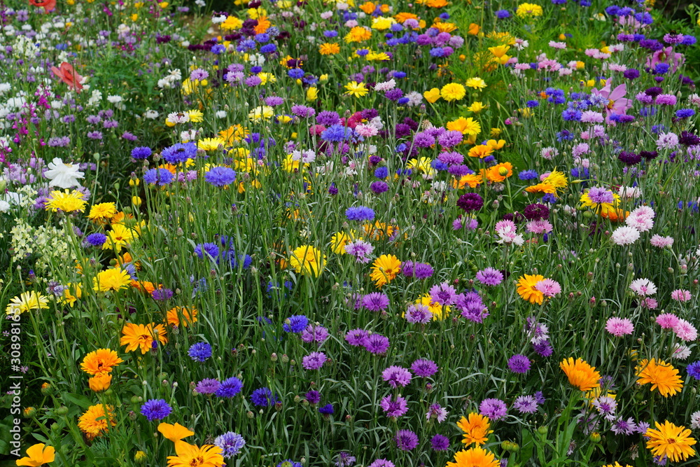 Meadow mix Meadow mix