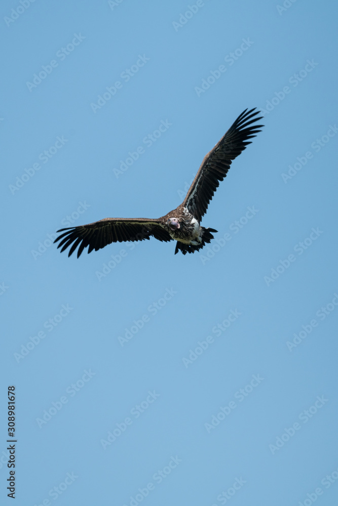 Lappet-faced vulture glides with raised wings