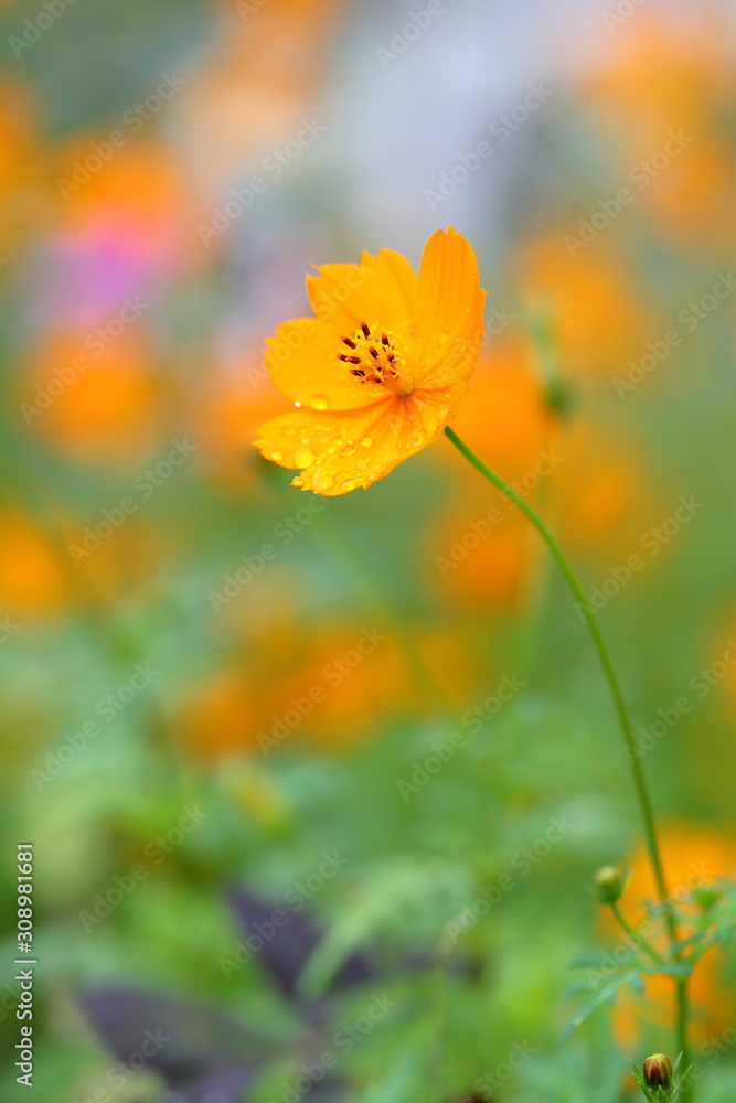 Obraz premium コスモス