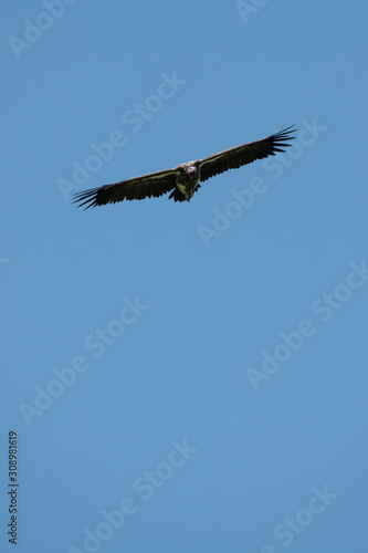 Lappet-faced vulture glides in perfect blue sky