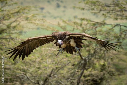 Lappet-faced vulture glides towards landing in trees