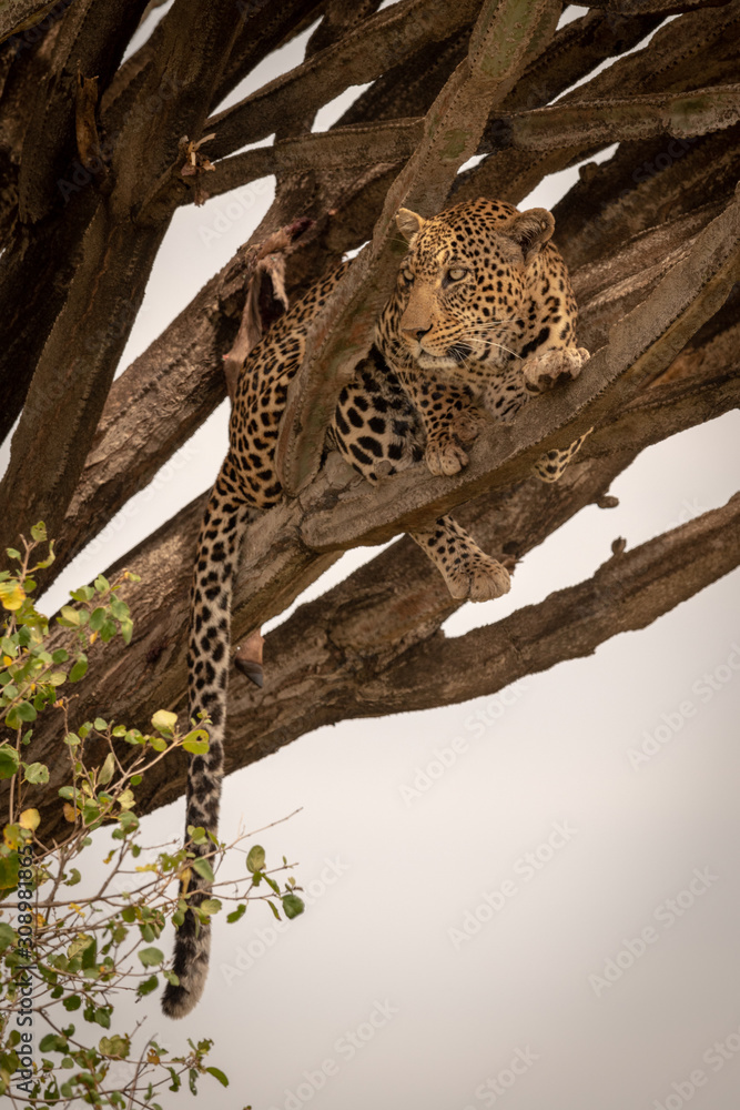 Leopard lies in candelabra tree looking left Leopard lies in candelabra tree looking left
