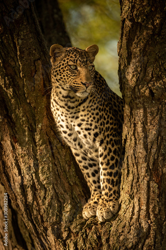 Leopard looking right from fork of tree