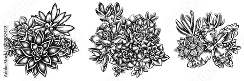Flower bouquet of black and white succulent echeveria, succulent echeveria, succulent
