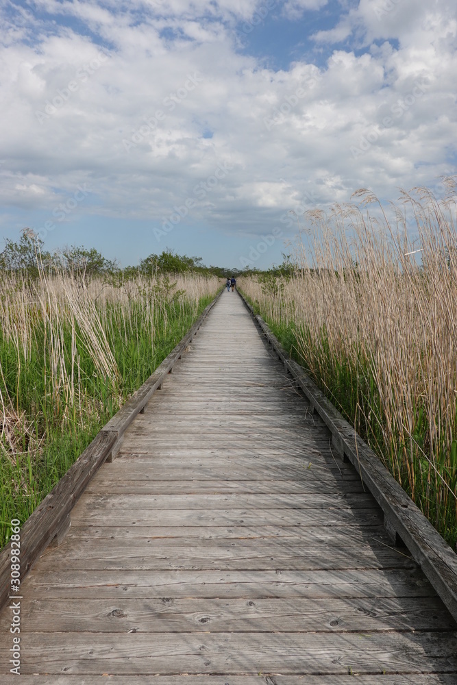 Landscape of Kushiro bog (the biggest bog in Japan / Hookaido) Landscape of Kushiro bog (the biggest bog in Japan / Hookaido)