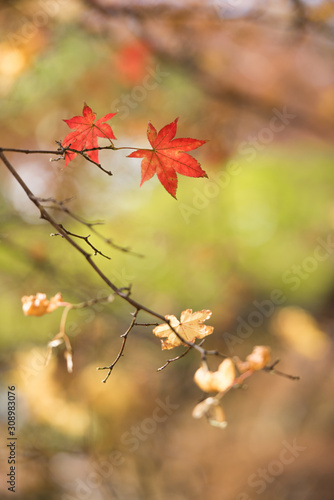 Maple leaf fall autumn season for banner background. 