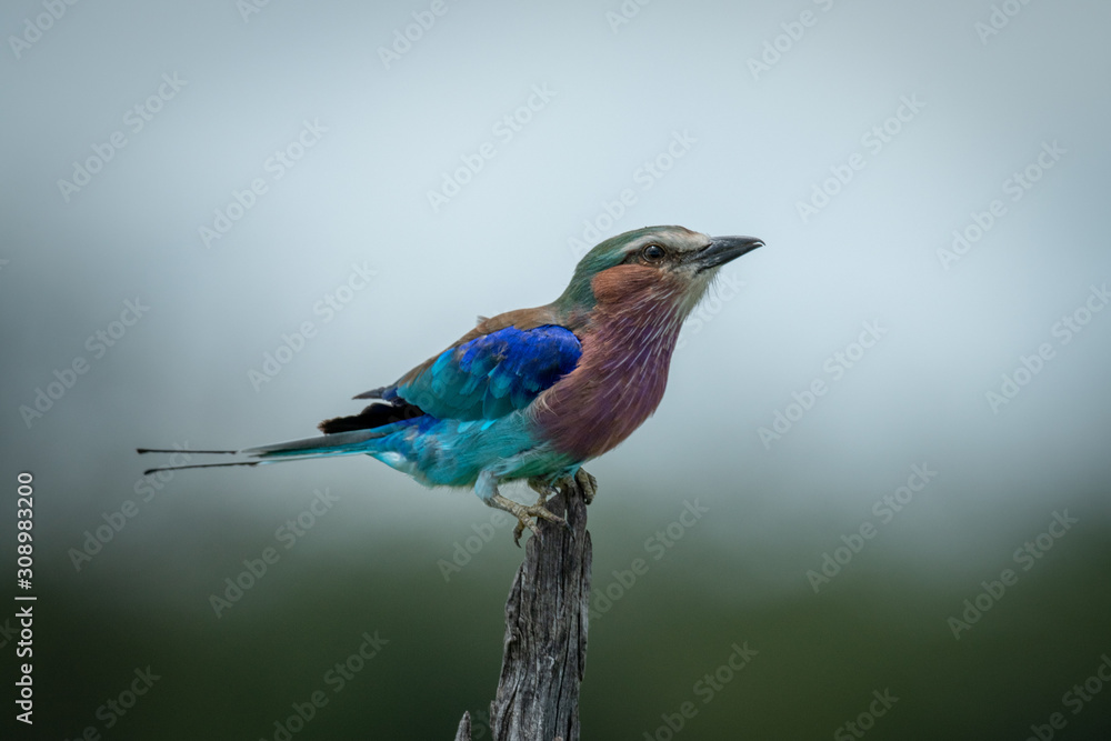 Fototapeta premium Lilac-breasted roller crouching on stump with catchlight