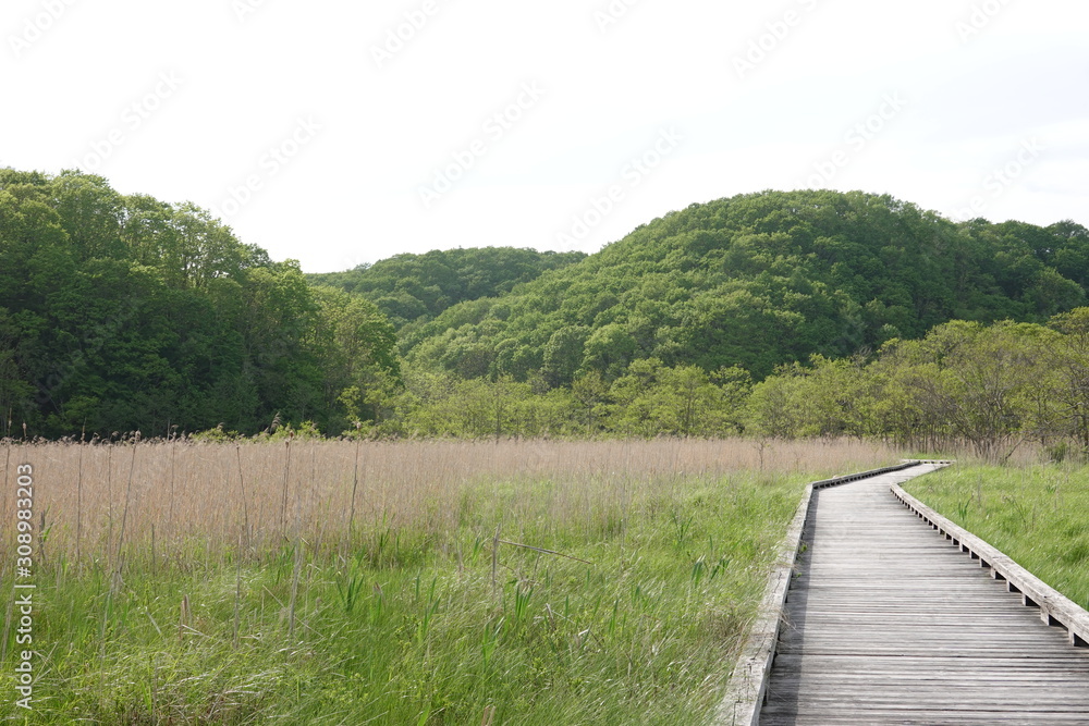 Landscape of Kushiro bog (the biggest bog in Japan / Hookaido)