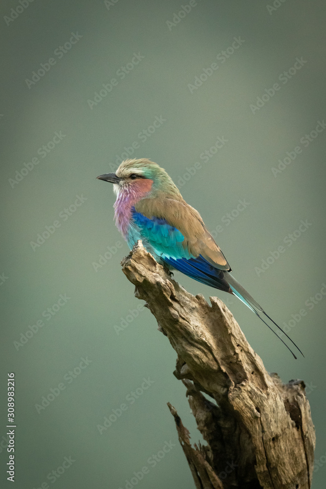 Lilac-breasted roller facing left on dead log