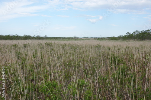 Landscape of Kushiro bog (the biggest bog in Japan / Hookaido)