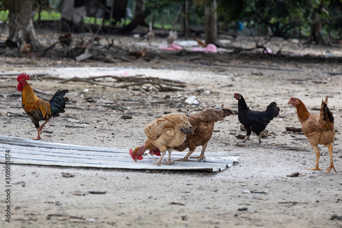 Free range chicken and poutry farming in Malaysia
