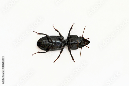 Big-Headed Ground Beetle shown upside-down revealing underside details of the legs and body. Isolated on a white background with copy space, scientific image.