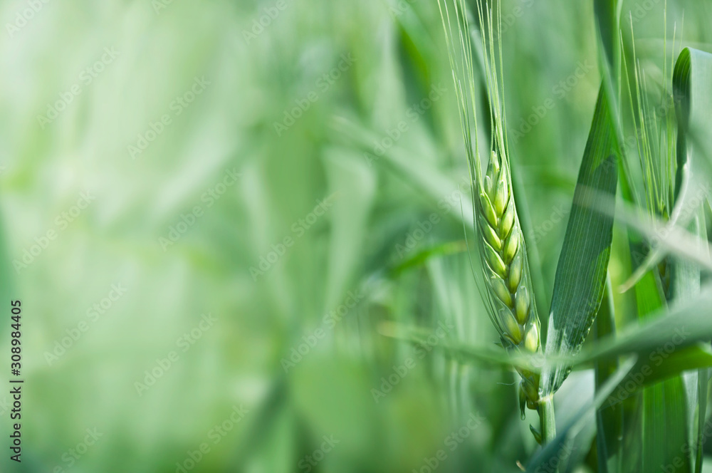 Obraz premium Ear of rye in the field. Young rye field during flowering. Space for text. Selective focus.