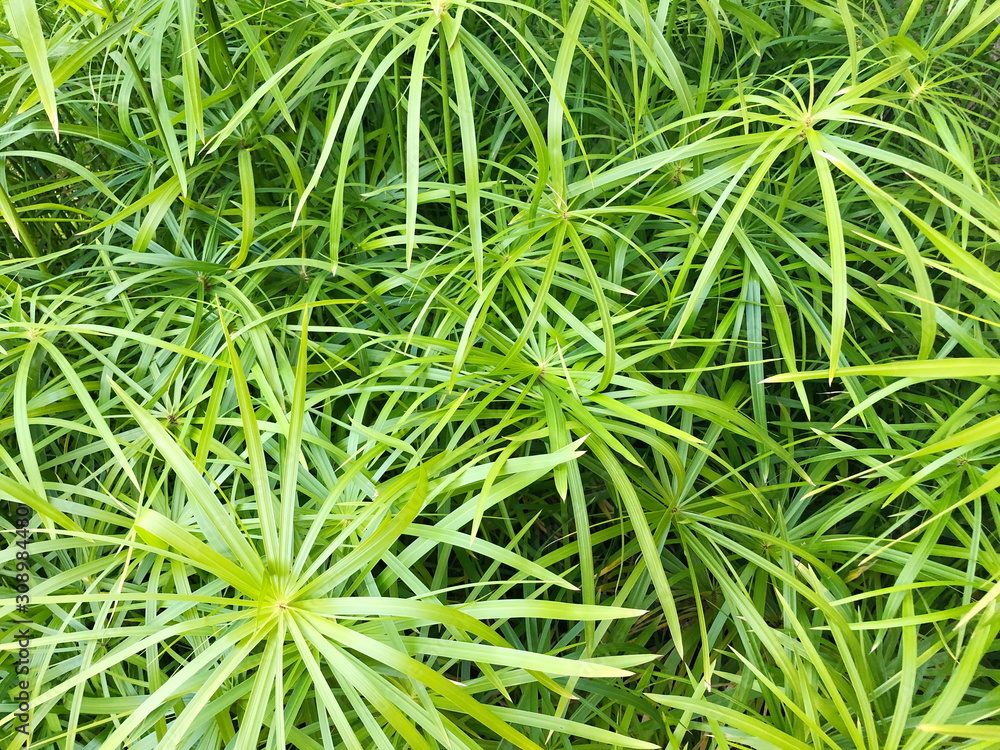 Bright saturated green leaves of home cyperus flower, crossed by network of linear leaves. Perennial herbaceous plant of the sedge family with thin green leaves, cyperus microcristatus, cyperaceae. Bright saturated green leaves of home cyperus flower, crossed by network of linear leaves. Perennial herbaceous plant of the sedge family with thin green leaves, cyperus microcristatus, cyperaceae.