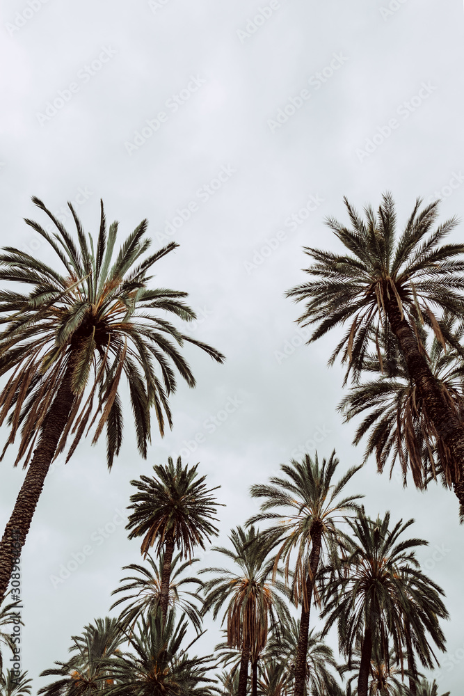 Palm trees in Palermo, Italy