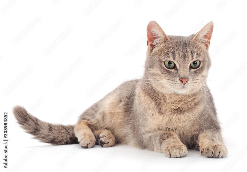 Obraz premium Gray house cat.