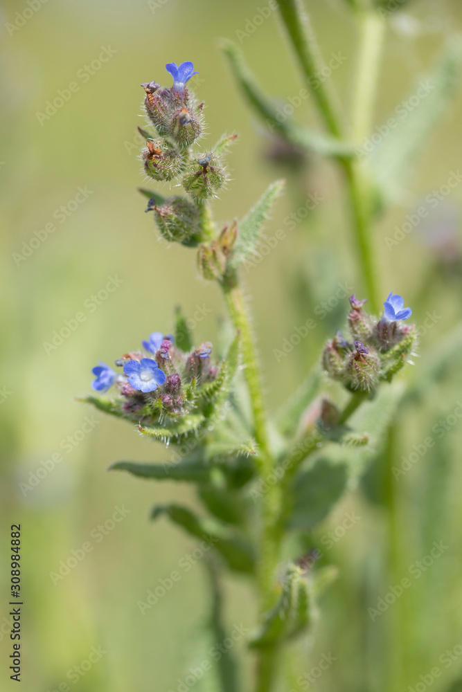Little blue Anchusa officinalis flowers in the meadow under a warm spring sun. Common bugloss (Anchusa officinalis). Close up of the blooming purple flowers of Anchusa officinalis. Little blue Anchusa officinalis flowers in the meadow under a warm spring sun. Common bugloss (Anchusa officinalis). Close up of the blooming purple flowers of Anchusa officinalis.