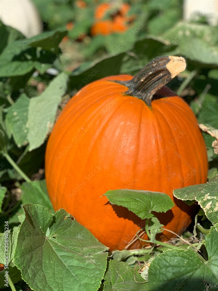 Obraz premium pumpkins