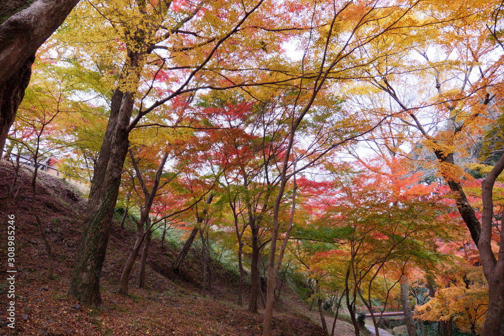 紅葉に包まれる道