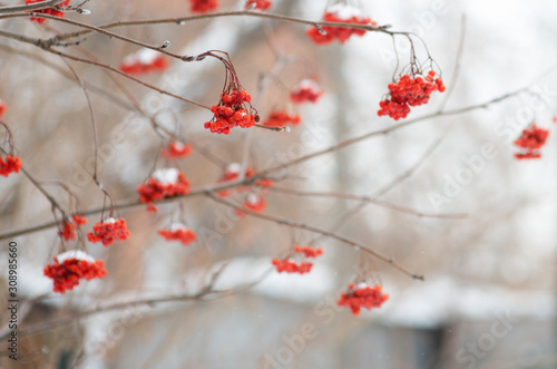 Rowan berries hang on the Bush in the snow
