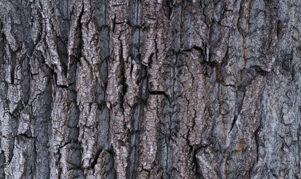 Large rosy trumpet tree bark texture background Large rosy trumpet tree bark texture background