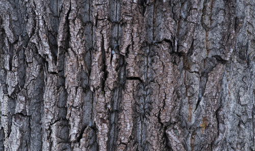 Large rosy trumpet tree bark texture background
