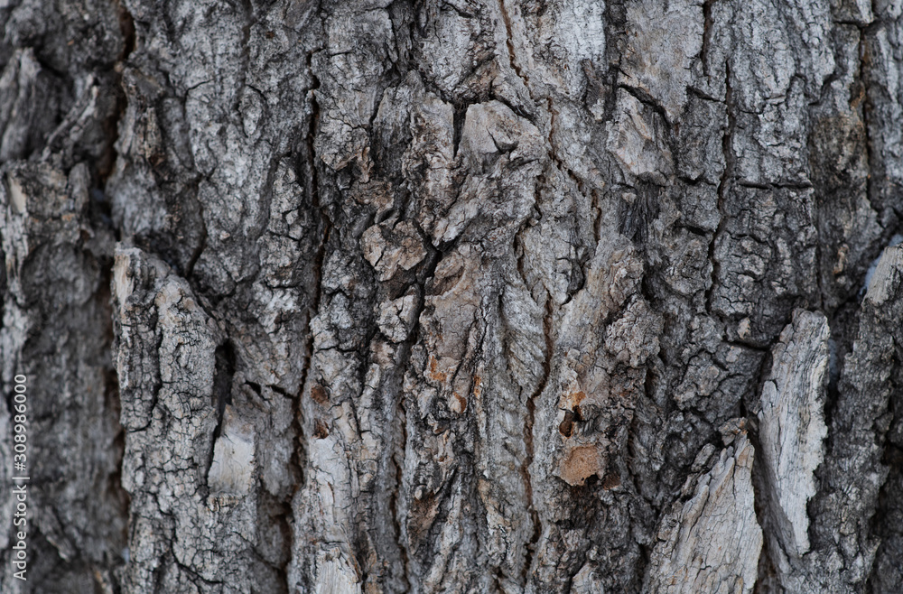 Large rosy trumpet tree bark texture background Large rosy trumpet tree bark texture background