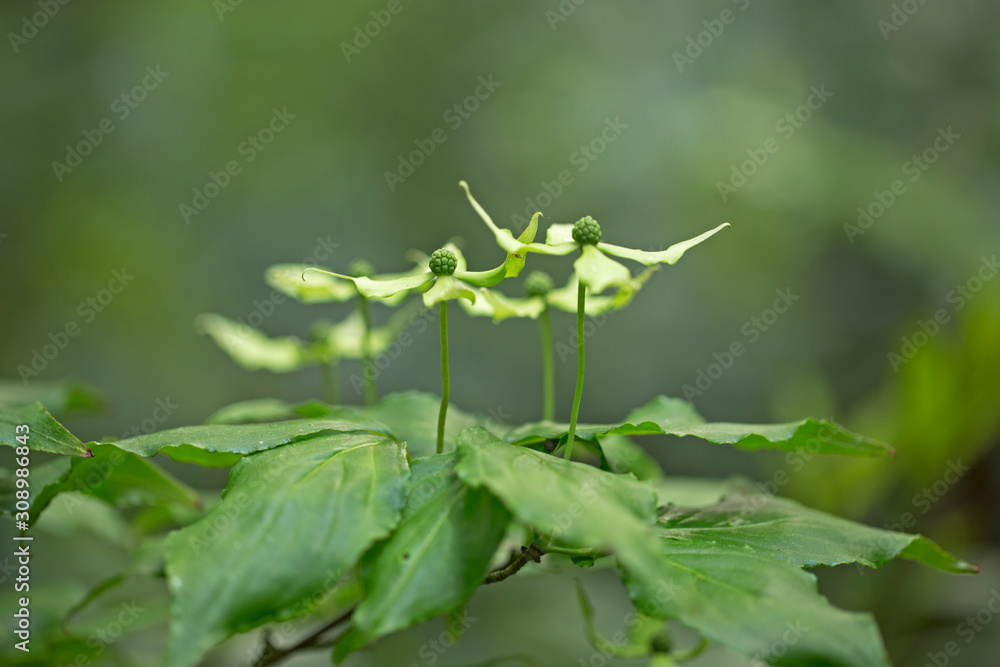 Asian Dogwood or Kousa Dogwood (Cornus kousa) in bloom. Flowers of Cornus kousa (also Benthamidia kousa) 