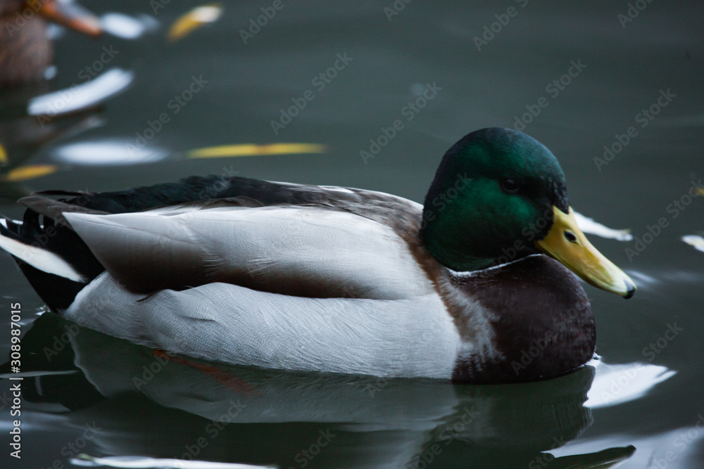 Fototapeta premium Birds and animals in the wild. An amazing grunt duck swims in a lake or river with blue water under the sunlight landscape. Close up perspective of a funny duck.