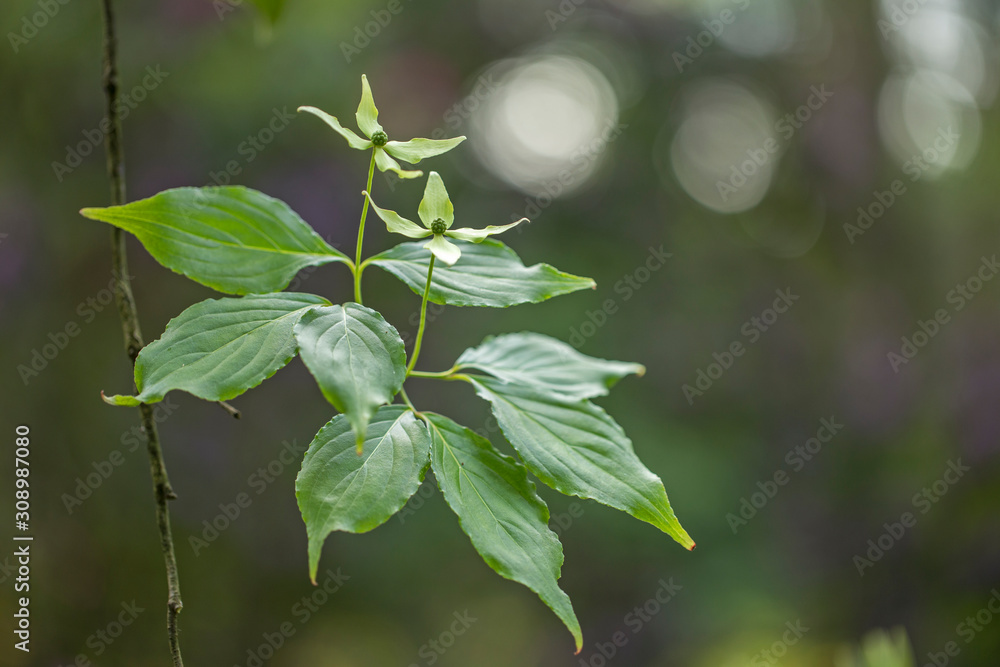 Asian Dogwood or Kousa Dogwood (Cornus kousa) in bloom. Flowers of Cornus kousa (also Benthamidia kousa) Asian Dogwood or Kousa Dogwood (Cornus kousa) in bloom. Flowers of Cornus kousa (also Benthamidia kousa)