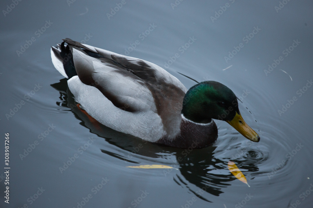 Obraz premium Birds and animals in the wild. An amazing grunt duck swims in a lake or river with blue water under the sunlight landscape. Close up perspective of a funny duck.