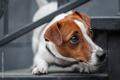 cute red shy dog jack russell terrier on the grey stairs