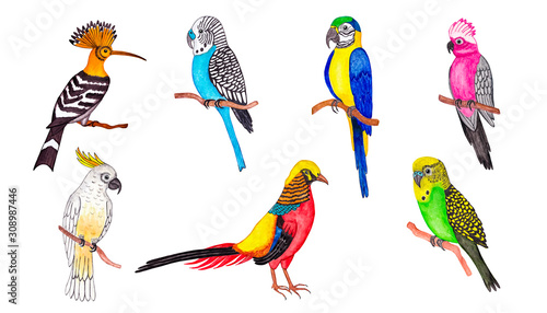 tropical birds set. watercolor illustration. isolate on white background