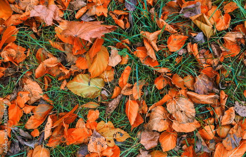 Wallpaper Mural Dry orange colorful fallen leaves on ground in grass autumn background Torontodigital.ca