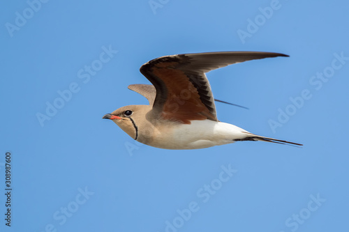 Collared Pratincole Flying