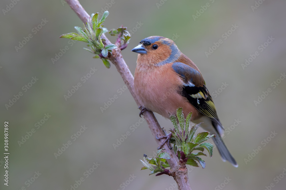 Fototapeta premium Chaffinch Perched