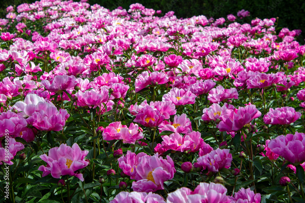 flowerbed of red peonies