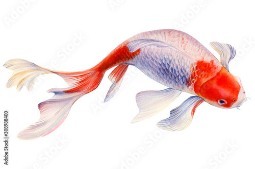 koi, carp fish on an isolated white background, watercolor painting