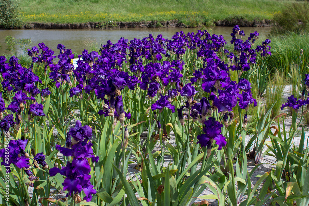flowerbed of deep purple irises